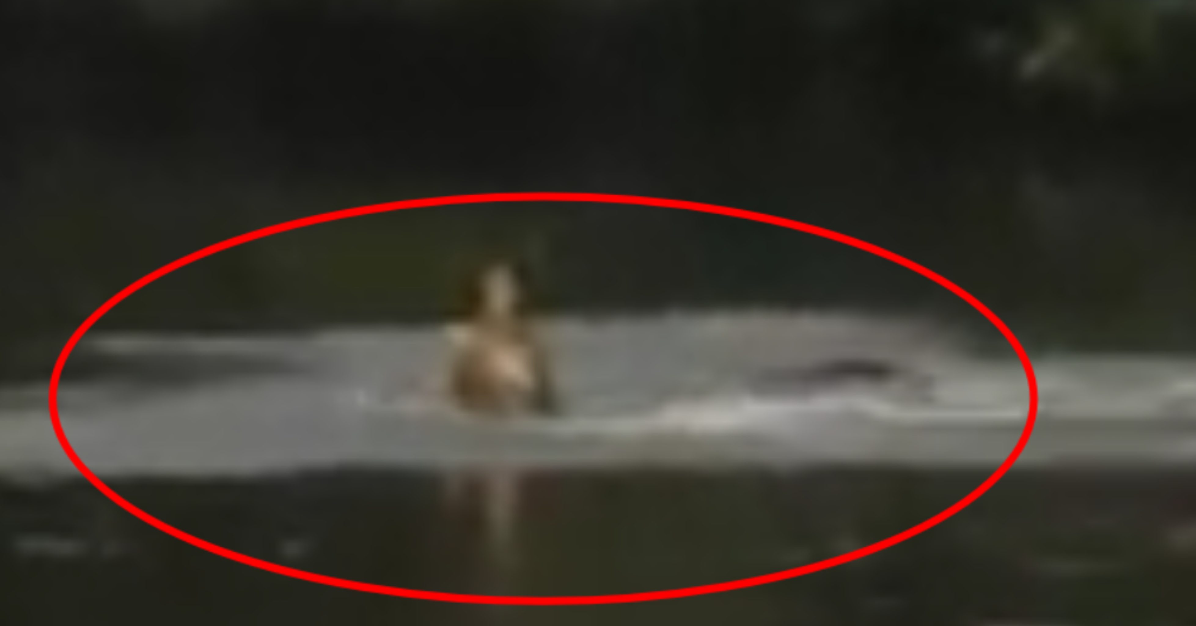 (Video) Heboh!, Penampakan Dua Ekor Buaya di Sungai Teluk Dawan