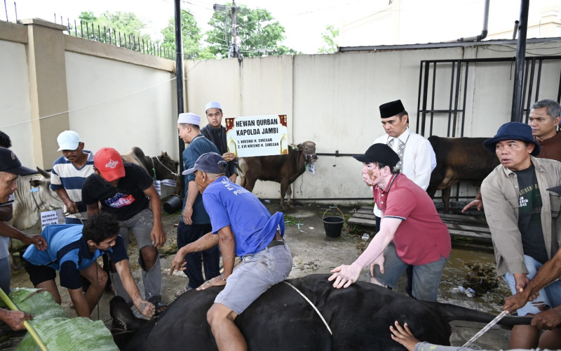 Wujud Kepedulian Sosial momen Idul Adha, Polda Jambi Sembelih 16 Ekor Sapi dan Tiga Kambing, Satu Diantaranya dari Kapolda